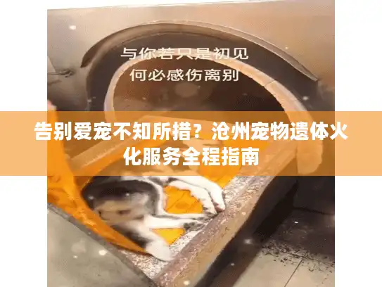 告别爱宠不知所措？沧州宠物遗体火化服务全程指南