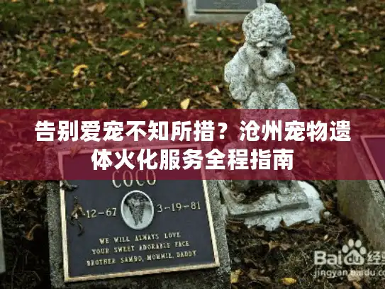 告别爱宠不知所措？沧州宠物遗体火化服务全程指南