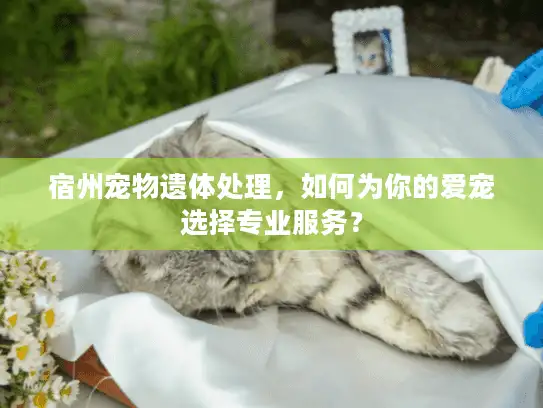宿州宠物遗体处理，如何为你的爱宠选择专业服务？