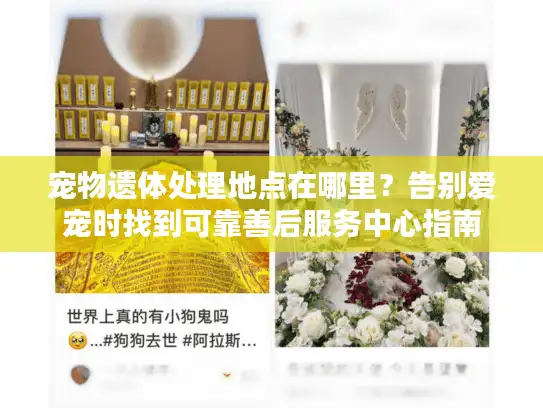 宠物遗体处理地点在哪里？告别爱宠时找到可靠善后服务中心指南