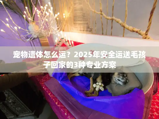 宠物遗体怎么运？2025年安全运送毛孩子回家的3种专业方案