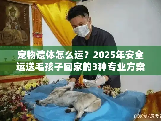 宠物遗体怎么运？2025年安全运送毛孩子回家的3种专业方案