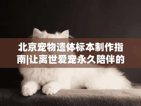 北京宠物遗体标本制作指南|让离世爱宠永久陪伴的3种科学方式