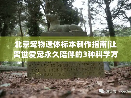 北京宠物遗体标本制作指南|让离世爱宠永久陪伴的3种科学方式