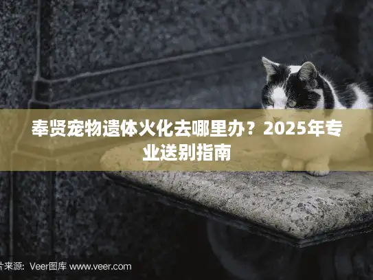 奉贤宠物遗体火化去哪里办？2025年专业送别指南