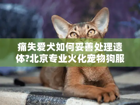 痛失爱犬如何妥善处理遗体?北京专业火化宠物狗服务指南