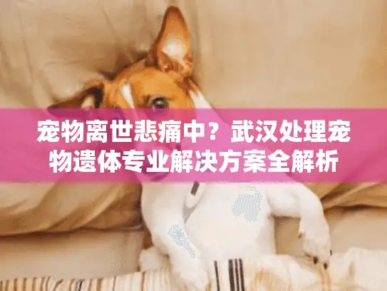 宠物离世悲痛中？武汉处理宠物遗体专业解决方案全解析