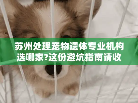 苏州处理宠物遗体专业机构选哪家?这份避坑指南请收好