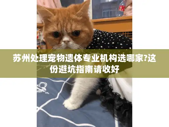 苏州处理宠物遗体专业机构选哪家?这份避坑指南请收好