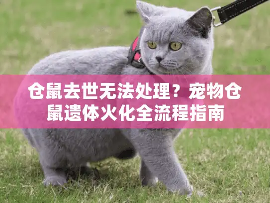 仓鼠去世无法处理？宠物仓鼠遗体火化全流程指南