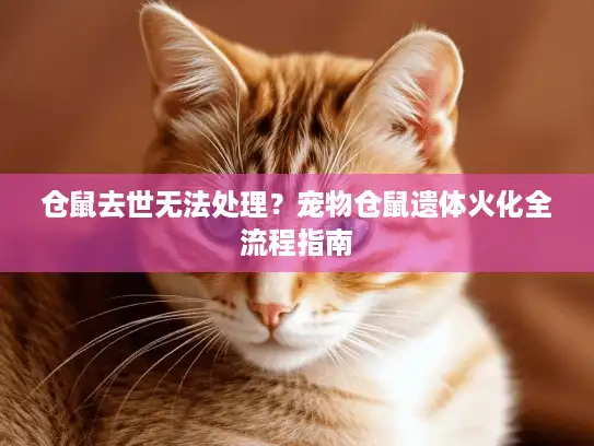 仓鼠去世无法处理？宠物仓鼠遗体火化全流程指南