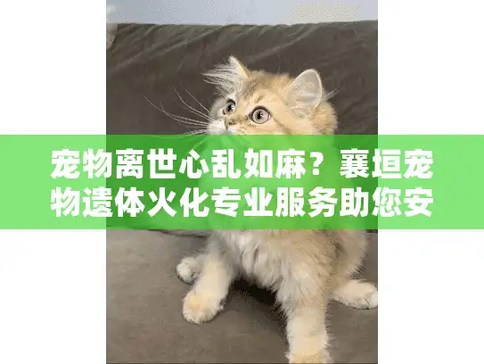 宠物离世心乱如麻？襄垣宠物遗体火化专业服务助您安心告别