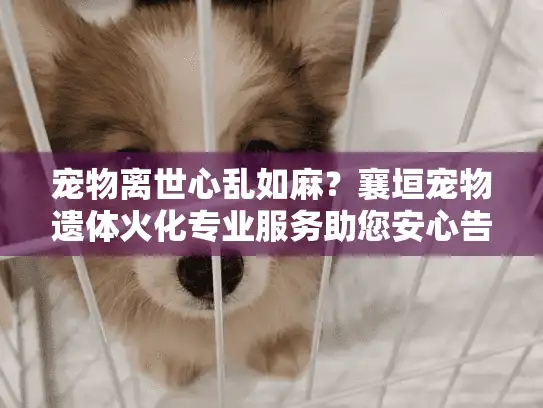 宠物离世心乱如麻？襄垣宠物遗体火化专业服务助您安心告别
