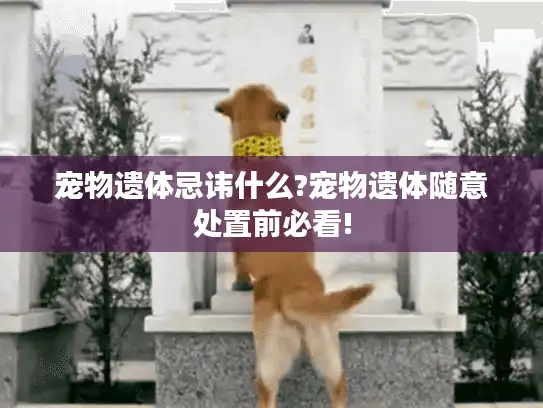 宠物遗体忌讳什么?宠物遗体随意处置前必看!