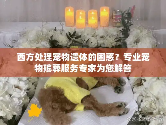 西方处理宠物遗体的困惑？专业宠物殡葬服务专家为您解答