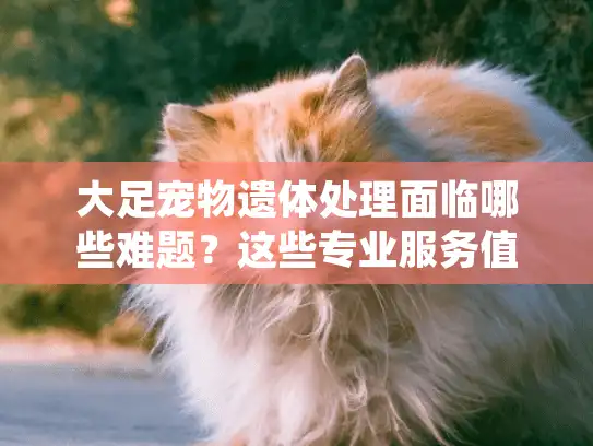 大足宠物遗体处理面临哪些难题？这些专业服务值得了解