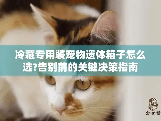 冷藏专用装宠物遗体箱子怎么选?告别前的关键决策指南