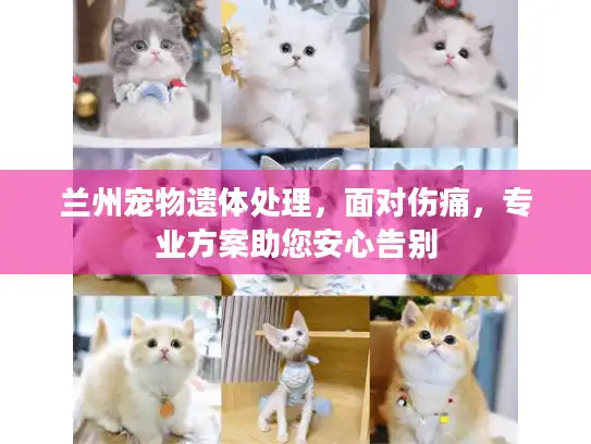 兰州宠物遗体处理，面对伤痛，专业方案助您安心告别