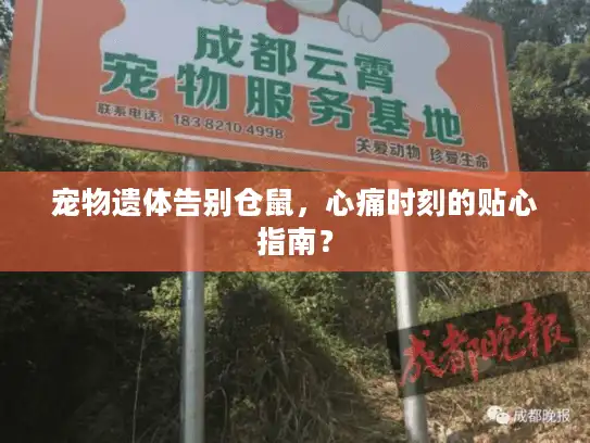 宠物遗体告别仓鼠，心痛时刻的贴心指南？