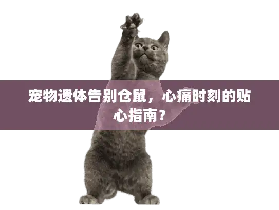 宠物遗体告别仓鼠，心痛时刻的贴心指南？