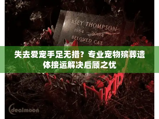 失去爱宠手足无措？专业宠物殡葬遗体接运解决后顾之忧