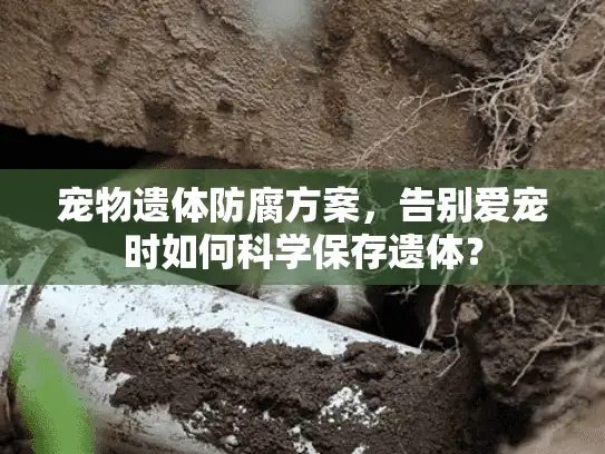 宠物遗体防腐方案，告别爱宠时如何科学保存遗体？
