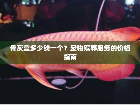 骨灰盒多少钱一个？宠物殡葬服务的价格指南