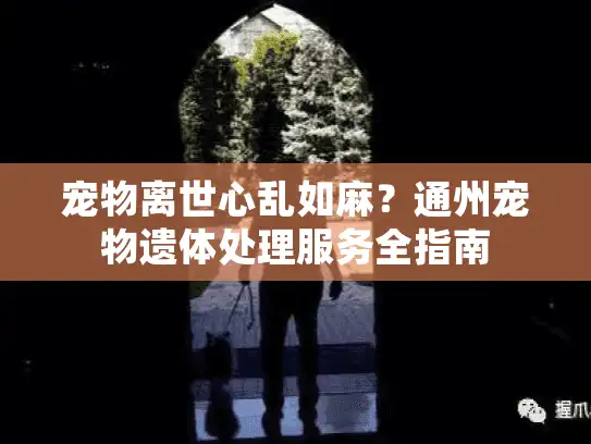 宠物离世心乱如麻？通州宠物遗体处理服务全指南