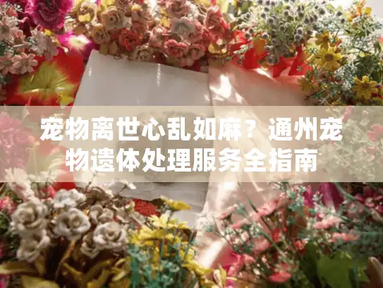宠物离世心乱如麻？通州宠物遗体处理服务全指南