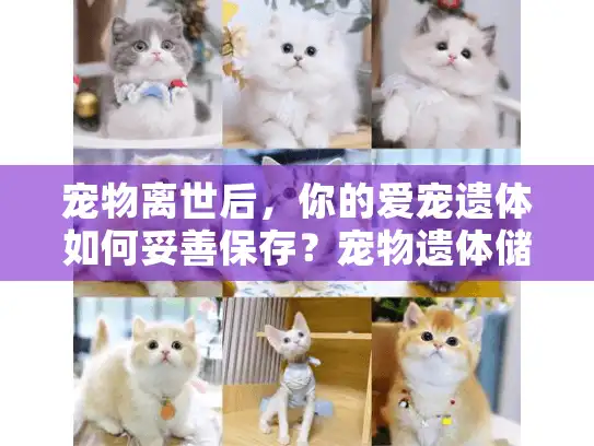 宠物离世后，你的爱宠遗体如何妥善保存？宠物遗体储存柜完整方案解析