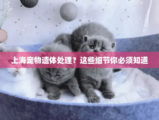 上海宠物遗体处理？这些细节你必须知道