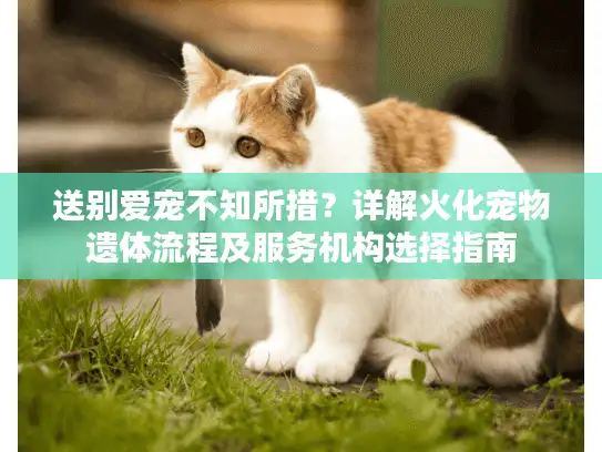 送别爱宠不知所措？详解火化宠物遗体流程及服务机构选择指南