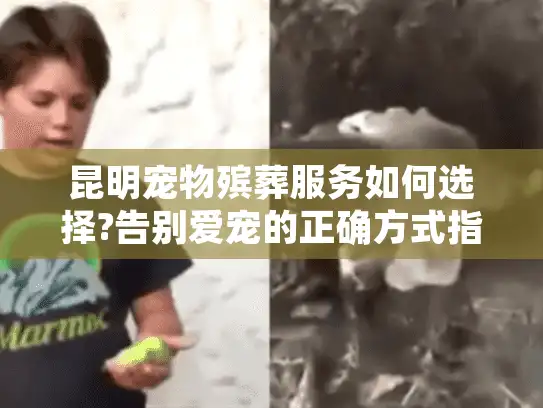 昆明宠物殡葬服务如何选择?告别爱宠的正确方式指南