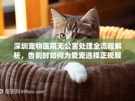 深圳宠物医院无公害处理全流程解析，告别时如何为爱宠选择正规服务