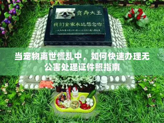 当宠物离世慌乱中，如何快速办理无公害处理证件照指南