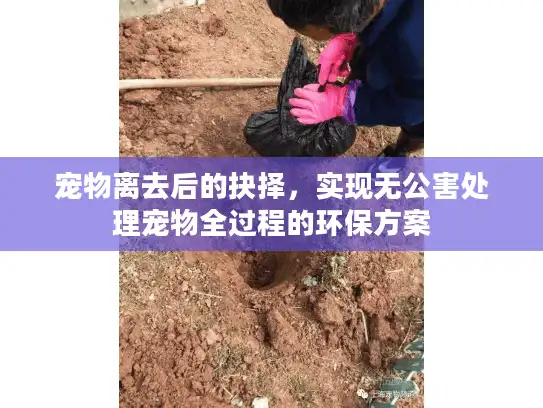 宠物离去后的抉择，实现无公害处理宠物全过程的环保方案