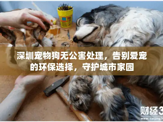 深圳宠物狗无公害处理，告别爱宠的环保选择，守护城市家园