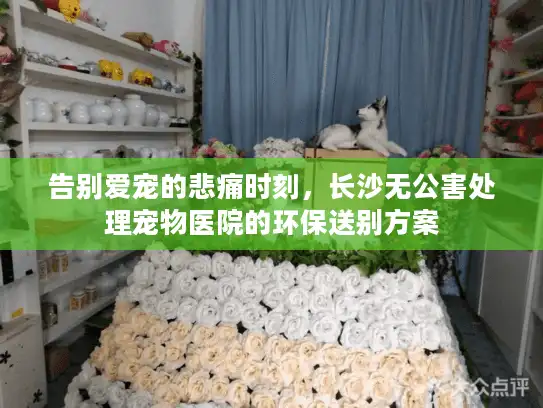 告别爱宠的悲痛时刻，长沙无公害处理宠物医院的环保送别方案