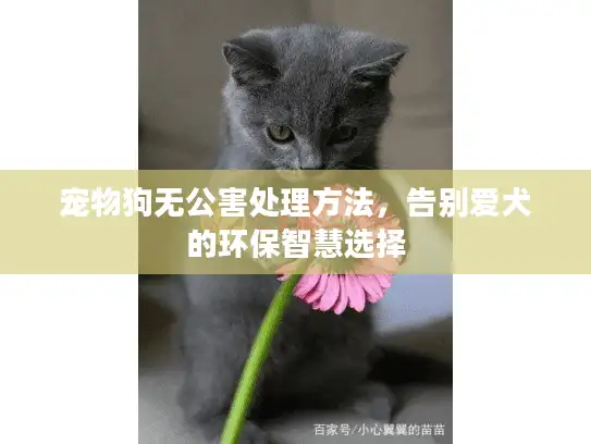 宠物狗无公害处理方法，告别爱犬的环保智慧选择