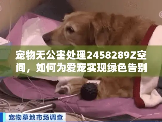 宠物无公害处理2458289Z空间，如何为爱宠实现绿色告别？