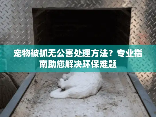 宠物被抓无公害处理方法？专业指南助您解决环保难题