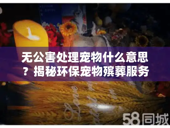 无公害处理宠物什么意思？揭秘环保宠物殡葬服务的核心内涵