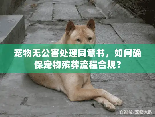 宠物无公害处理同意书，如何确保宠物殡葬流程合规？