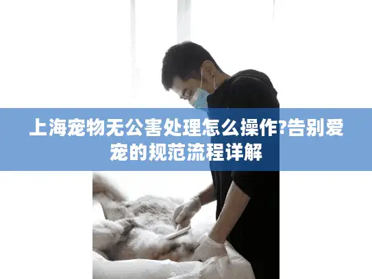 上海宠物无公害处理怎么操作?告别爱宠的规范流程详解