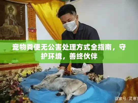 宠物粪便无公害处理方式全指南，守护环境，善终伙伴