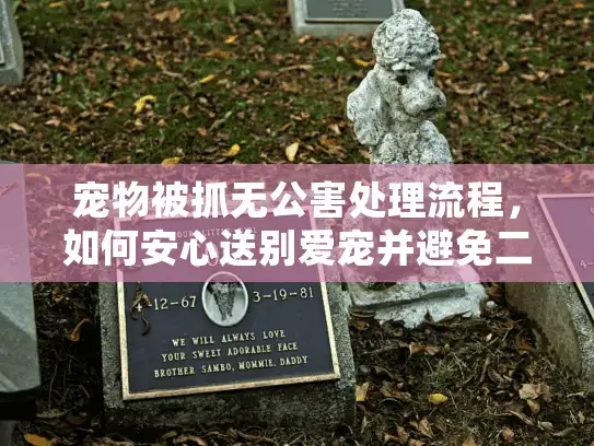 宠物被抓无公害处理流程，如何安心送别爱宠并避免二次伤害？