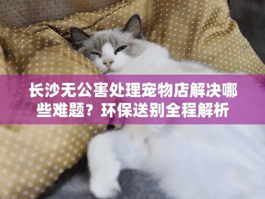 长沙无公害处理宠物店解决哪些难题？环保送别全程解析