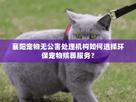 襄阳宠物无公害处理机构如何选择环保宠物殡葬服务？