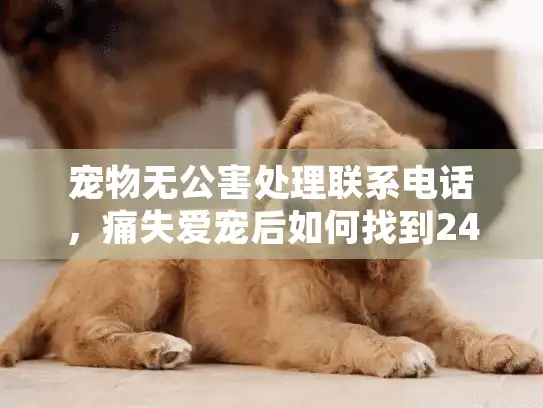 宠物无公害处理联系电话，痛失爱宠后如何找到24小时专业殡葬服务？