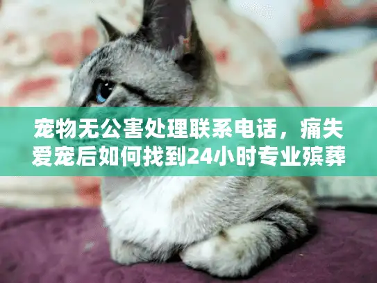 宠物无公害处理联系电话，痛失爱宠后如何找到24小时专业殡葬服务？